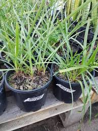 Image result for Jacobean lilies