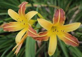 2005 this plant can be found in our plant database at: Daylilies In Peak Bloom The Blade