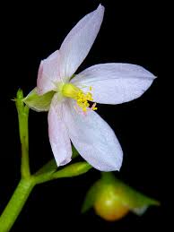 Image result for Talinum portulacifolium