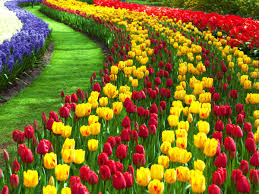 All flower background photos are available in jpg, ai, eps, psd and cdr format. Nice Flower Garden Pictures Af6 Tulip Garden Srinagar 2019 2400x1800 Download Hd Wallpaper Wallpapertip