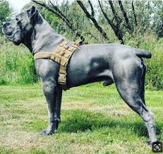 Pin By G Man On K 9 In 2020 Corso Dog Cane Corso Dog Cane Corso