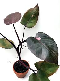 Reverted Philodendron Pink Princess Philodendron Erubescens Reversion Philodendron Philodendron Plant Pink Princess