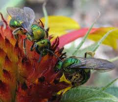 When bees make their own queens via swarm or supercedure, the process is similar but there are a few differences you need to be aware of. The Pure Golden Green Sweat Bee