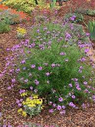 Image result for Nemesia lilacina