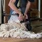 Clare Show 2025 - 160th Anniversary Event event image