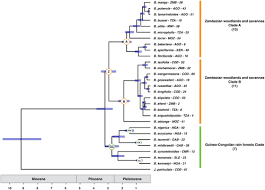 Image result for Brachystegia torrei