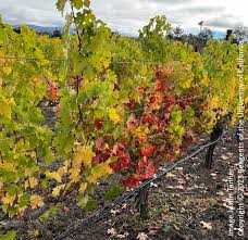 Image result for Grapevine leafroll virus