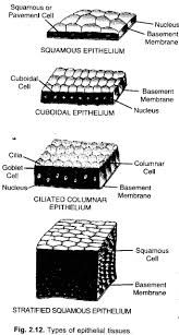 Ncert Exemplar Solutions For Class 9 Science Chapter 6 Tissues Learn Insta Https Www Learninsta Com Ncert Exemplar Solut Science Science Textbook Solutions