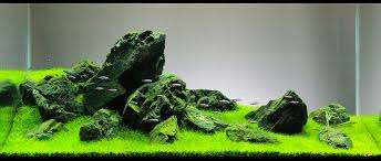 The 2hr aquarist's comprehensive guide on aquascaping styles practiced for the advanced planted aquarium. 7 Aquascaping Styles For Aquariums The Aquarium Guide