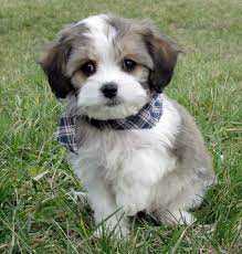 Www Cavachonsbydesign Com Cavachon Puppies For Sale Cavachon Cavachons Cavachon Dog Cavachon Pups Cavachon Pup Cavachon Puppies Puppies For Sale Cavachon