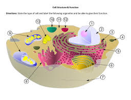Cell Structure And Function Worksheet 1 Science Cells Teaching Biology Cell Structure