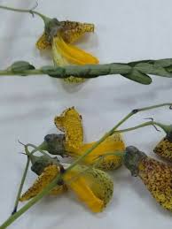 Image result for Sesbania macrantha