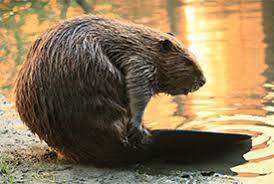 No need to register, buy now! Ncc Beaver