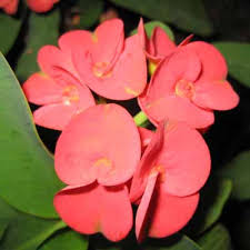 We offers wide range of best indoor plants for home, office, decoration with flowers you can buy indoor plants online in india at our website to enhance the interior decor of your home or to gift your friends or family members at. Garden Flowering Plants Indoor Flowering Plants Flowering Plants Wholesaler Suppliers