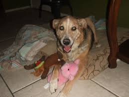 Some of the symptoms of the most common cancers include: Nasal Cancer Rottweiler Yorkie Tumors Clean Dogs Page 166 City Data Forum