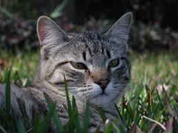 Cats get diarrhea for a variety of reasons, from a sudden change in diet to cancer. What To Feed Cats With Feline Ibs Diarrhea Or Frequent Hairballs Natural Cat Care Blog