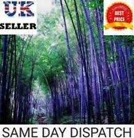 Ahorn siroop, acer saccharum (nl); Acer Saccharum Sugar Maple Rock Ahorn Wahlen Sie Menge 10 Bis 1 000 Samen Ebay