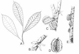 Image result for Achariaceae