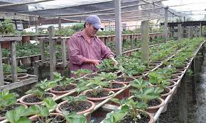 Kundasang l desa dairy farm l strawberry farm l travel vlog. Successful Strawberry Farm New Milestone For Ba Kelalan
