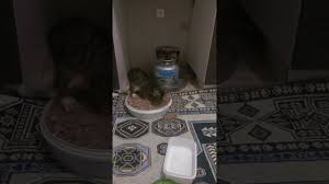 Kabiz Olan Kedi Cok Stresli Youtube