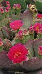 The needs of the base and top are too different and one will usually die at some point. Cold Hardy Cactus Opuntia With Punch By Ethne Clarke