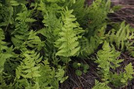 Image result for Thelypteris confluens