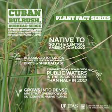 Image result for Oxycaryum