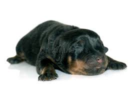 The bulk of the time all pups are prepared to leave at 8 weeks old. Newborn Puppy Rottweiler Photos Free Royalty Free Stock Photos From Dreamstime