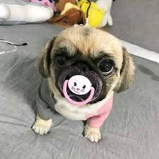 Descubrí la mejor forma de comprar online. Amo A Los Perritos Pug Perro Pug Bebes Perros Pug Mascotas Bonitas