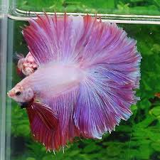 Utterly Amazing Purple Pink Galaxy Huge Halfmoon Male Betta Show Betta Betta Fish Garden Betta Fish