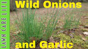 How To Kill Wild Onions And Garlic Weed Control Youtube