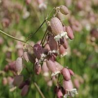 Image result for Silene kiwuensis