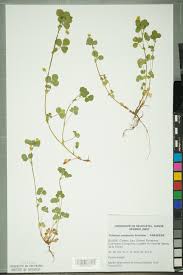 Image result for Trifolium campestre