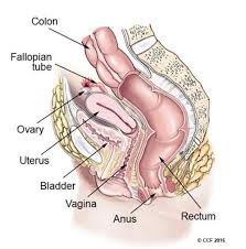 The vagina is located posterior to the urinary bladder and urethra, and anterior to the rectum. Female Reproductive System Structure Function