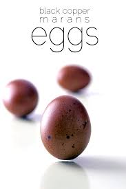 The Chocolate Eggs Of A Black Copper Marans The Art Of
