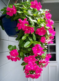 Hanging Pot Vincas Flower Bed Plants Hanging Garden Hanging Garden Ideas