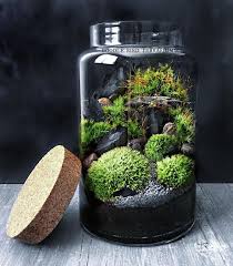 A Large Glass Jar Houses A Miniature Landscape Composed Of Several Varieties Of Direct Foam And Slate Rock Mountains T Large Glass Jars Terrarium Moss Plant