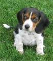 Beagle puppies for sale Registered Ontario Beagle breeder