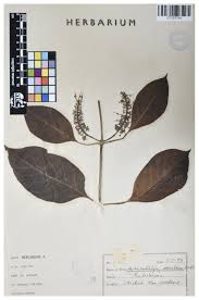 Image result for Hymenodictyon