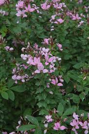 Image result for Cleome elegantissima