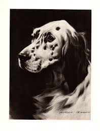 Black And White English Setter Dog Antique English Setter Dog Print 1940s Vintage English Setter Illustration Art Vintage Dog Wall Art English Setter English Setter Dogs Dog Wall Art Vintage Dog