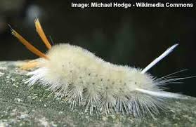 Pruritic dermatitis (itching) is commonly seen in small children who come into contact with it, or its cocoon, on the playground. Furry Caterpillar Types With An Identification Chart And Pictures