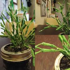 Dancing bones, dancing bones cactus, drunkard's dream, spice cactus, bottle cactus. Dancing Bones Cactus Been In Saline Water Since Summer