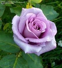 Blue moon is one of the fast growing climbing roses which are well suited for climbing up walls or a house and many other situations which require some form a climbing plant in a sunny position. Plantfiles Picture 1 Of Climbing Rose Blue Moon Cl Rosa Hybrid Tea Roses Blue Moon Rose Tea Roses
