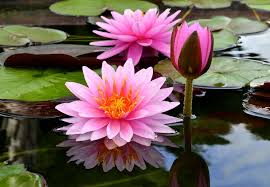 Buy lily flowers near me. Terra Garden Centre And Stores Near Me Plant Nursery And Store Near Me Lily Flower Water Lily Tattoos Water Lilies