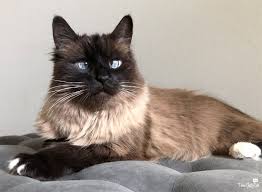 First, a bit about down syndrome: Three Chatty Cats Turns Three Three Chatty Cats Siamese Cats Cats Cute Animals