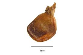 Image result for Cyanastrum