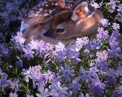 Image of fawn in a field
