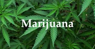 Image result for Marijuana