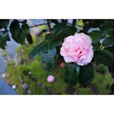 I fiori sono tutti accompagnati da nomi e immagini cosicché i bambini imparino a conoscerne le vari caratteristiche distinguendoli l'uno dall'altro. Fiori D Inverno